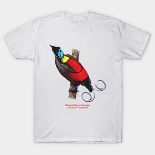 Wilson's Bird-of-Paradise | Cicinnurus respublica T-Shirt